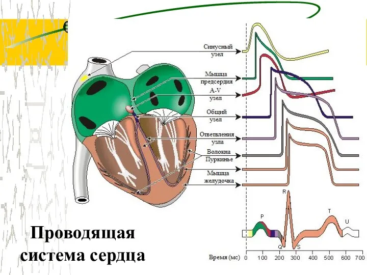 Проводящая система сердца