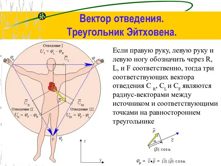 Вектор отведения. Треугольник Эйтховена. Если правую руку, левую руку и левую