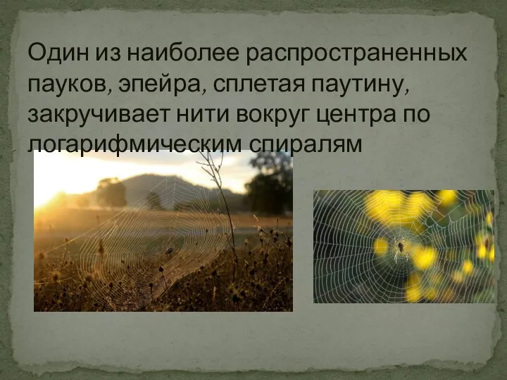 Один из наиболее распространенных пауков, эпейра, сплетая паутину, закручивает нити вокруг центра по логарифмическим спиралям