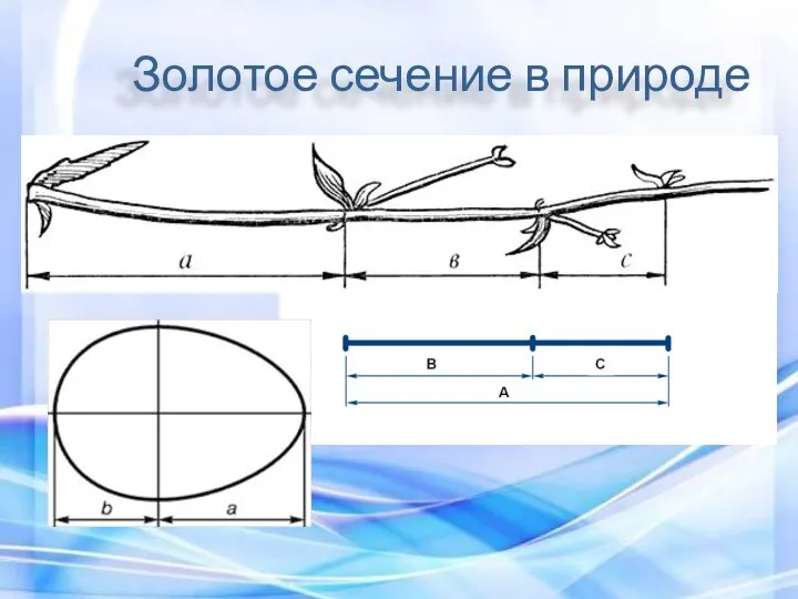 Золотое сечение в природе