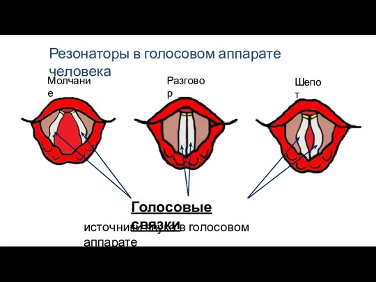 Резонаторы в голосовом аппарате человека Голосовые связки Молчание Разговор Шепот источники звука в голосовом аппарате