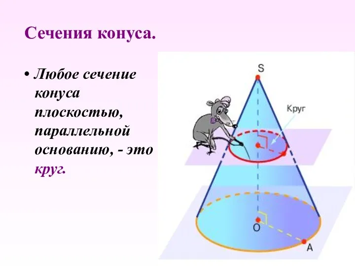 Любое сечение конуса плоскостью, параллельной основанию, - это круг. Сечения конуса.