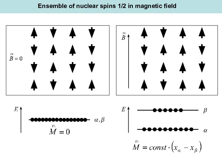 Ensemble of nuclear spins 1/2 in magnetic field