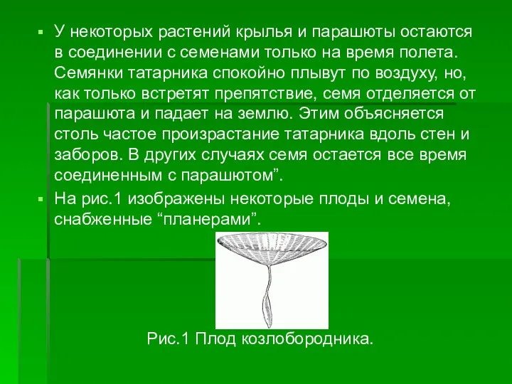 У некоторых растений крылья и парашюты остаются в соединении с семенами