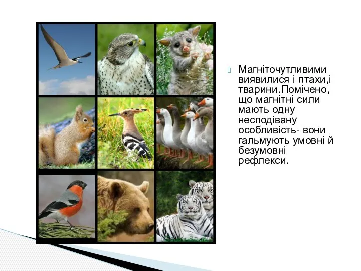 Магніточутливими виявилися і птахи,і тварини.Помічено, що магнітні сили мають одну несподівану