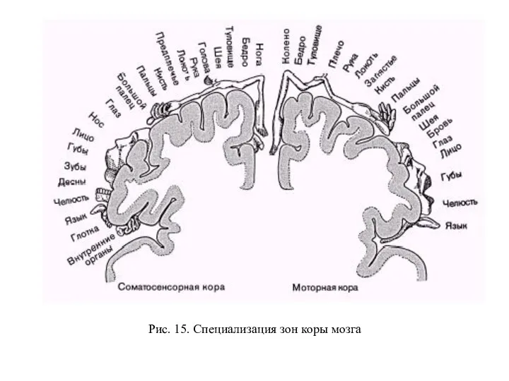 Рис. 15. Специализация зон коры мозга