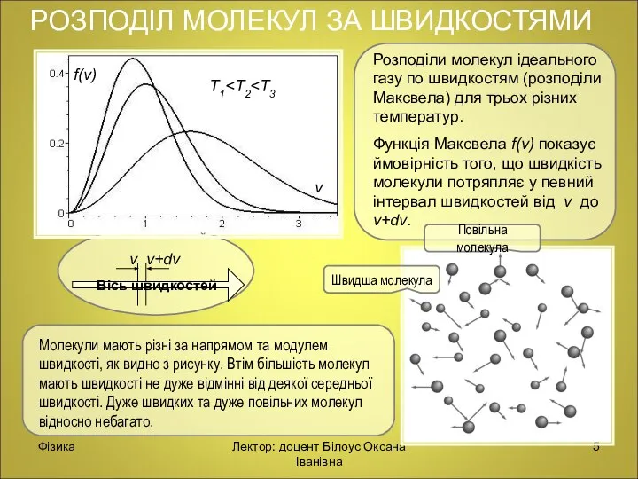 Фізика Лектор: доцент Білоус Оксана Іванівна Розподіли молекул ідеального газу по