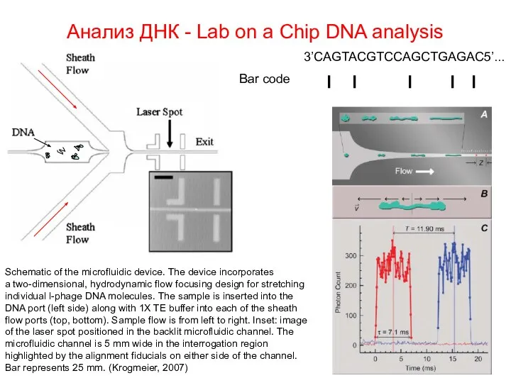 Анализ ДНК - Lab on a Chip DNA analysis Schematic of