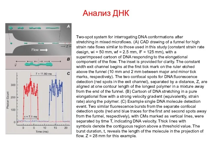 Анализ ДНК Two-spot system for interrogating DNA conformations after stretching in