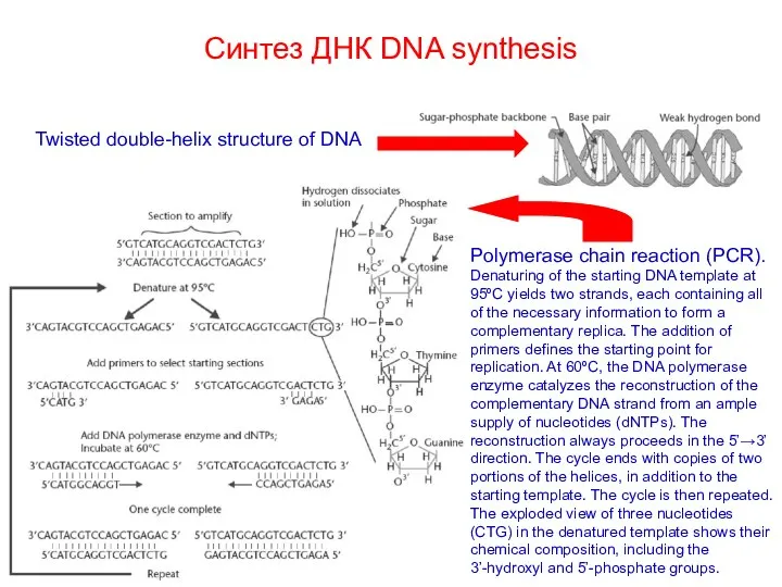 Синтез ДНК DNA synthesis Twisted double-helix structure of DNA Polymerase chain