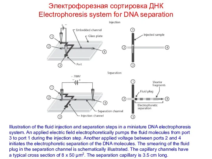 Электрофорезная сортировка ДНК Electrophoresis system for DNA separation Illustration of the