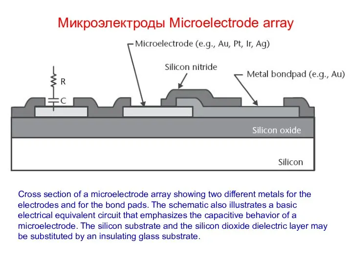 Микроэлектроды Microelectrode array Cross section of a microelectrode array showing two