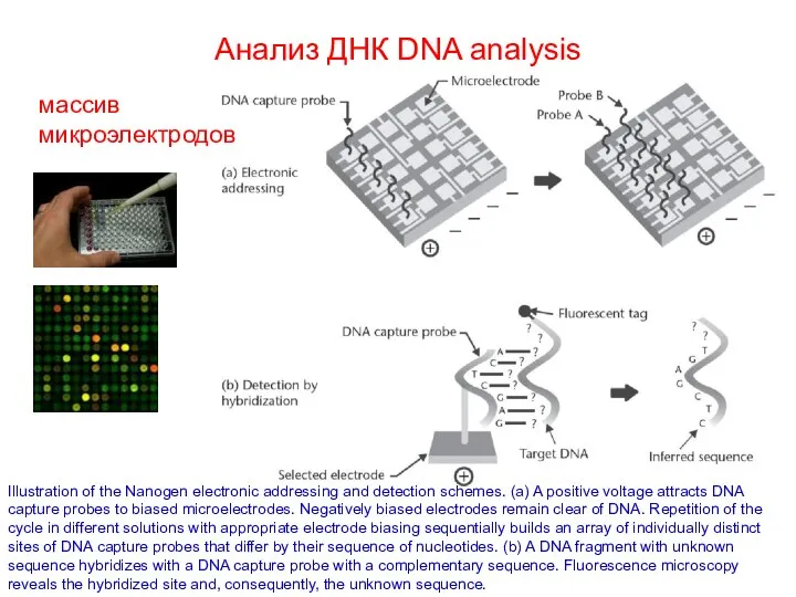 Анализ ДНК DNA analysis Illustration of the Nanogen electronic addressing and