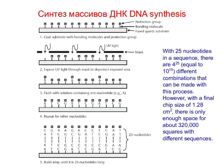 Синтез массивов ДНК DNA synthesis With 25 nucleotides in a sequence,