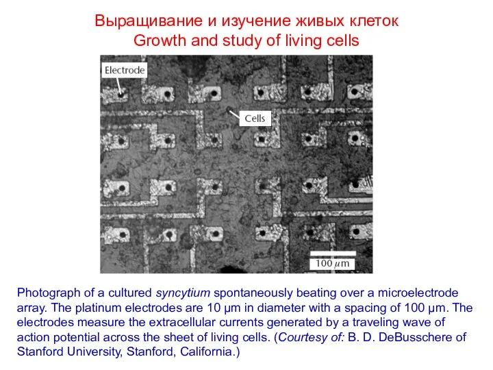 Выращивание и изучение живых клеток Growth and study of living cells