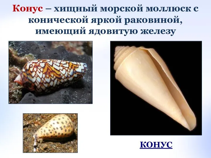 КОНУС Конус – хищный морской моллюск с конической яркой раковиной, имеющий ядовитую железу