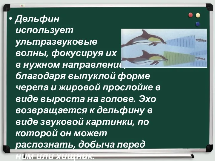 Дельфин использует ультразвуковые волны, фокусируя их в нужном направлении, благодаря выпуклой