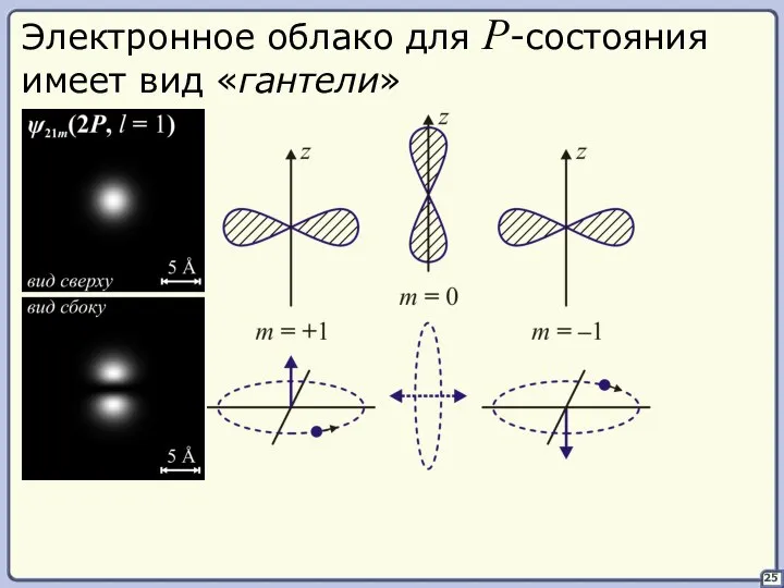 25 Электронное облако для P-состояния имеет вид «гантели»