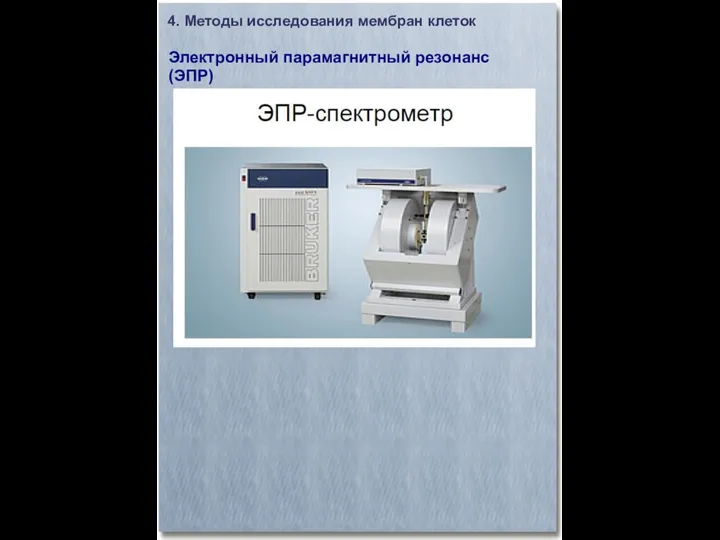 4. Методы исследования мембран клеток Электронный парамагнитный резонанс (ЭПР)‏