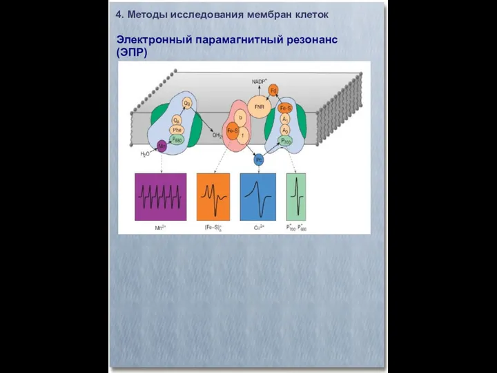 4. Методы исследования мембран клеток Электронный парамагнитный резонанс (ЭПР)‏