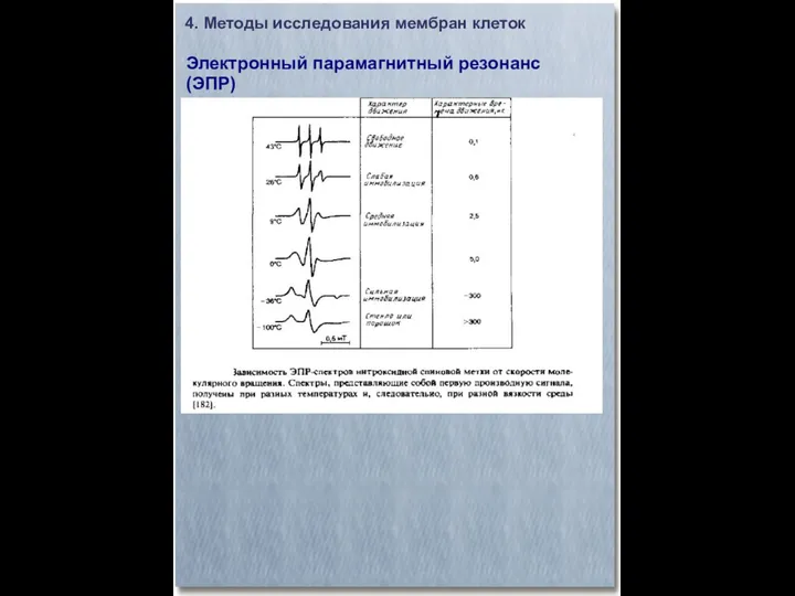 4. Методы исследования мембран клеток Электронный парамагнитный резонанс (ЭПР)‏