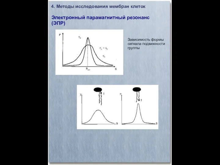 4. Методы исследования мембран клеток Электронный парамагнитный резонанс (ЭПР)‏ Зависимость формы сигнала подвижности группы