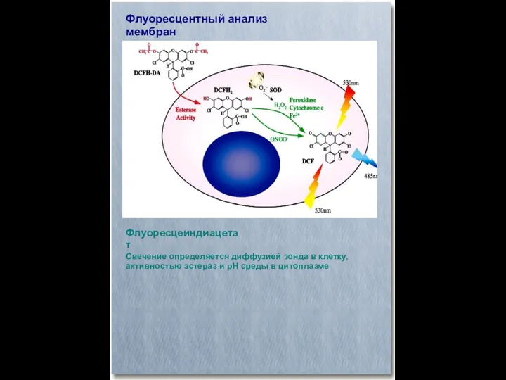 Флуоресцентный анализ мембран Флуоресцеиндиацетат Свечение определяется диффузией зонда в клетку, активностью