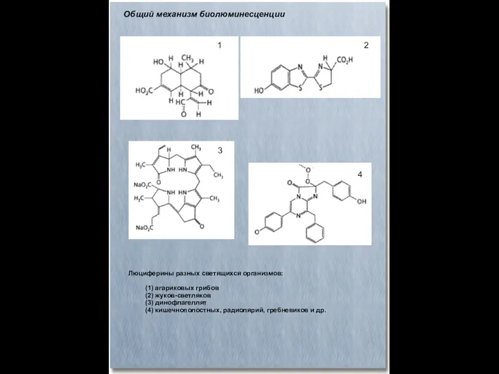 Общий механизм биолюминесценции Люциферины разных светящихся организмов: (1) агариковых грибов (2)