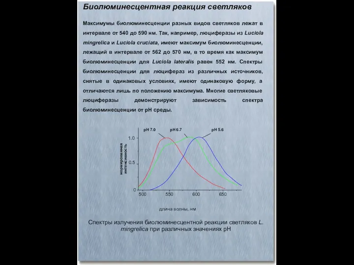 Биолюминесцентная реакция светляков Максимумы биолюминесценции разных видов светляков лежат в интервале