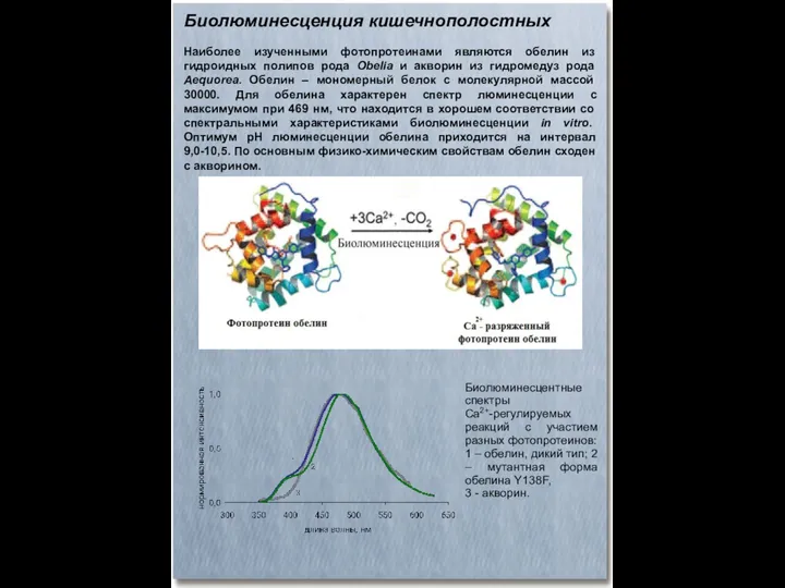 Биолюминесценция кишечнополостных Наиболее изученными фотопротеинами являются обелин из гидроидных полипов рода