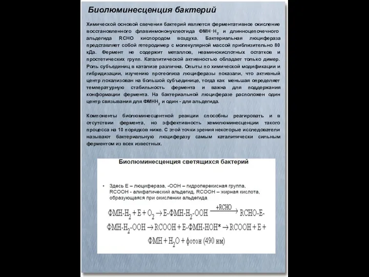 Биолюминесценция бактерий Химической основой свечения бактерий является ферментативное окисление восстановленного флавинмононуклеотида