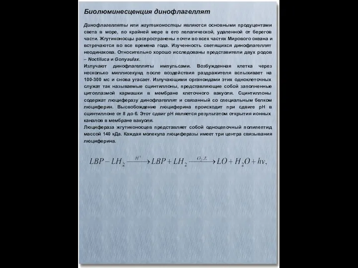 Биолюминесценция динофлагеллят Динофлагелляты или жгутиконостцы являются основными продуцентами света в море,