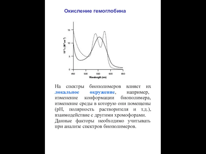 Окисление гемоглобина На спектры биополимеров влияет их локальное окружение, например, изменение