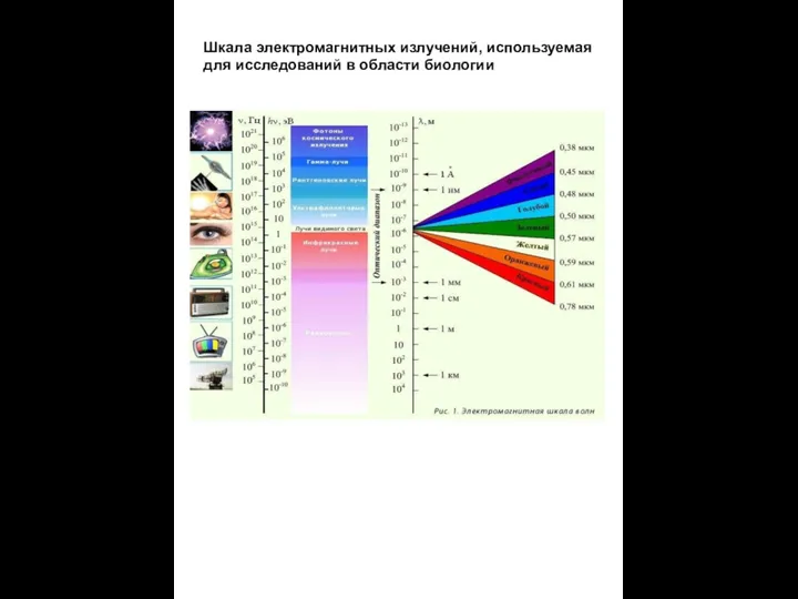 Шкала электромагнитных излучений, используемая для исследований в области биологии