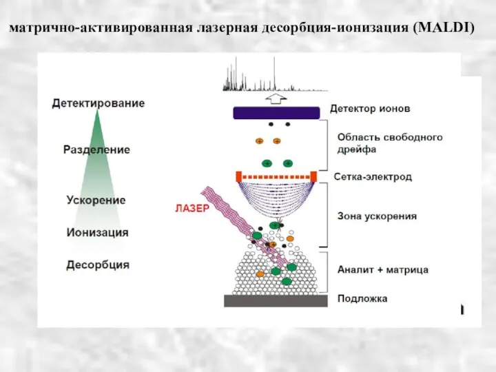 матрично-активированная лазерная десорбция-ионизация (MALDI)‏