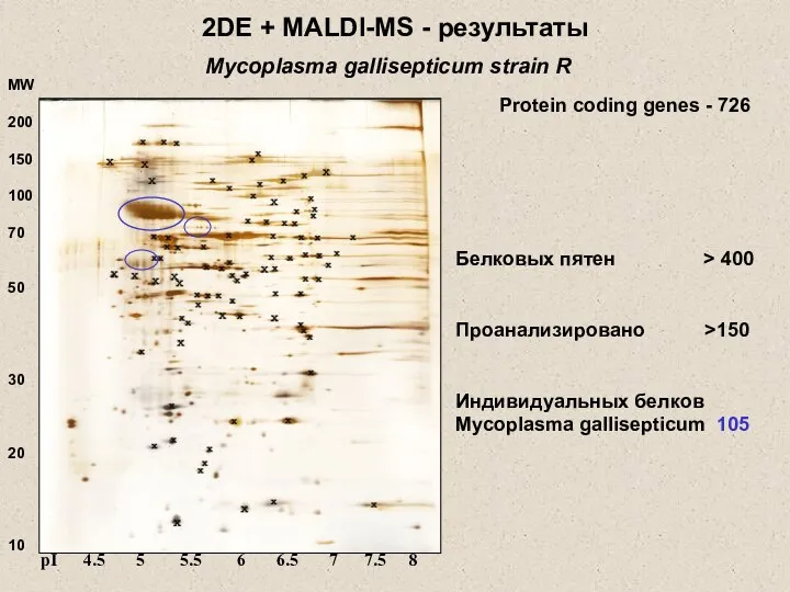 2DE + MALDI-MS - результаты Белковых пятен > 400 Проанализировано >150