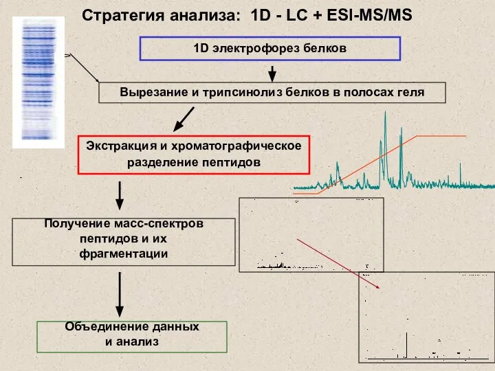 Стратегия анализа: 1D - LC + ESI-MS/MS Получение масс-спектров пептидов и