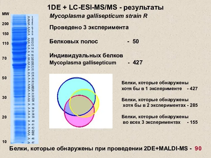 1DE + LC-ESI-MS/MS - результаты Проведено 3 эксперимента Белковых полос -