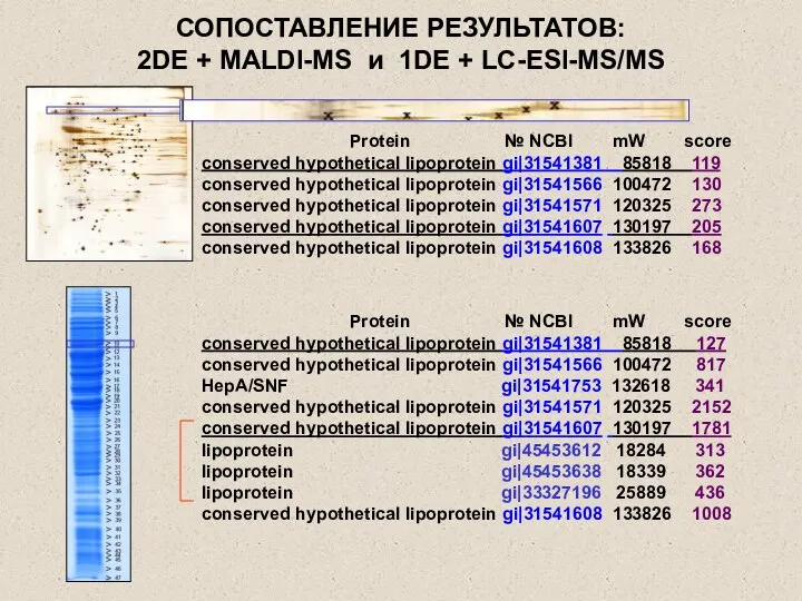 СОПОСТАВЛЕНИЕ РЕЗУЛЬТАТОВ: 2DE + MALDI-MS и 1DE + LC-ESI-MS/MS Protein №