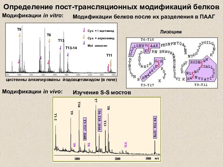 Определение пост-трансляционных модификаций белков Модификации in vitro: Модификации белков после их