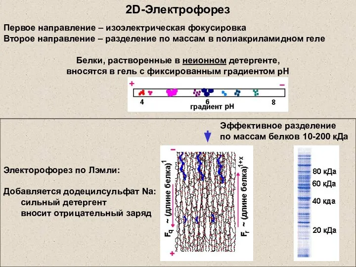 2D-Электрофорез Электорофорез по Лэмли: Добавляется додецилсульфат Na: сильный детергент вносит отрицательный