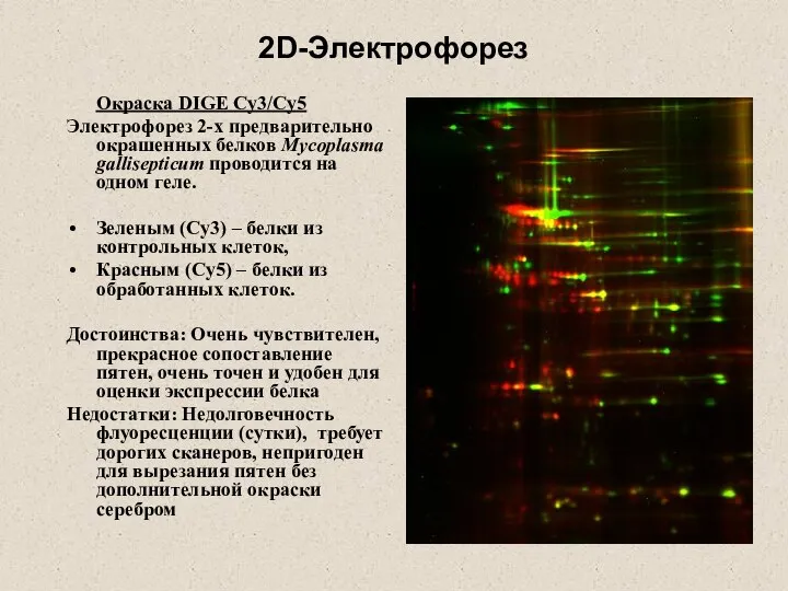 2D-Электрофорез Окраска DIGE Cy3/Cy5 Электрофорез 2-х предварительно окрашенных белков Mycoplasma gallisepticum