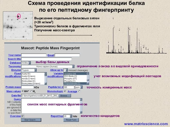 ограничение поиска по видовой принадлежности выбор базы данных учет возможных модификаций