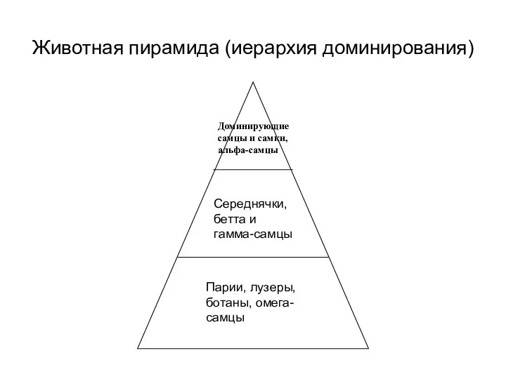 Животная пирамида (иерархия доминирования) Доминирующие самцы и самки, альфа-самцы Середнячки, бетта