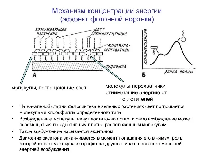 Механизм концентрации энергии (эффект фотонной воронки) На начальной стадии фотосинтеза в