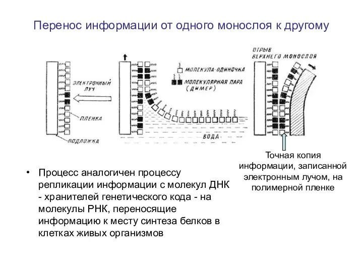 Перенос информации от одного монослоя к другому Процесс аналогичен процессу репликации