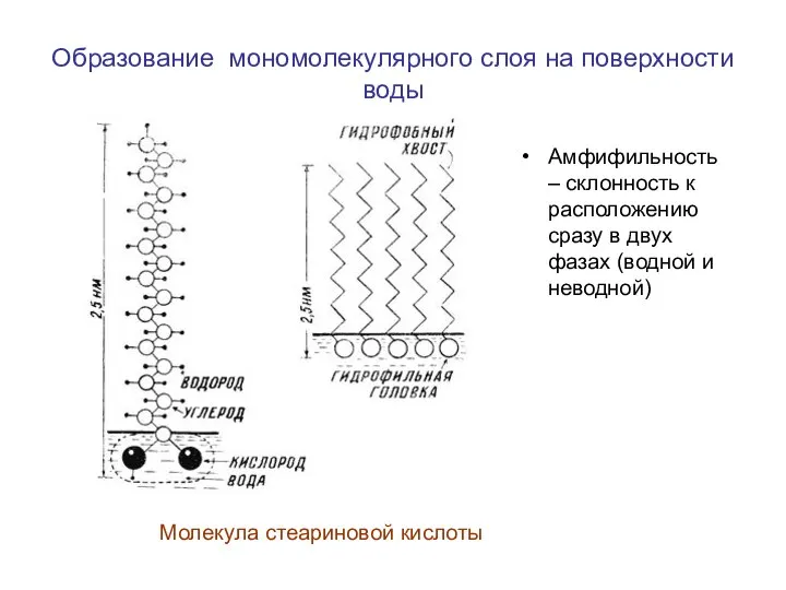 Образование мономолекулярного слоя на поверхности воды Амфифильность – склонность к расположению