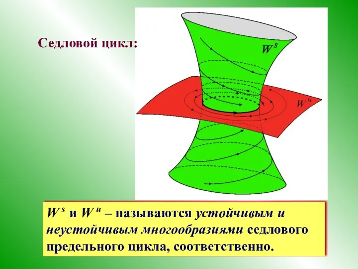 Седловой цикл: W s и W u – называются устойчивым и