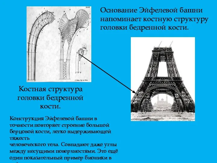 Костная структура головки бедренной кости. Основание Эйфелевой башни напоминает костную структуру