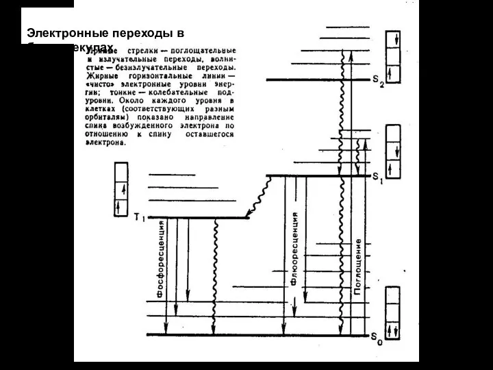 Электронные переходы в биомолекулах